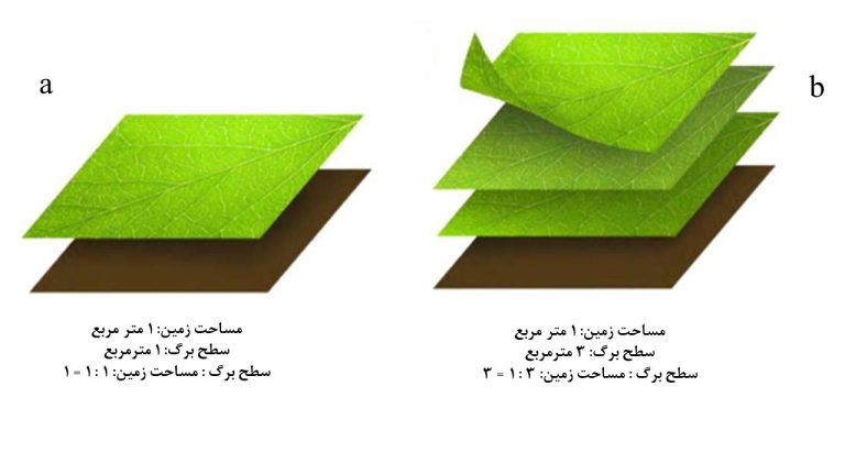 شاخص سطح برگ 3 شاخص سطح برگ