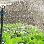 برنامه آبیاری روزانه بر مبنای محصول و دوره رشد