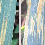 بیماری زنگ زرد گندم چیست؟