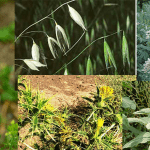 علف هرز گندم