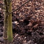 کوددهی زمستانه